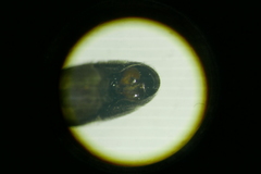 Eumerus ornatus