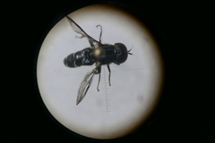 Eumerus ornatus