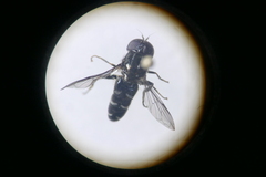 Eumerus ornatus
