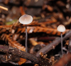 Mycena austrofilopes