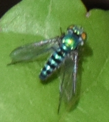 Condylostylus pruinosus