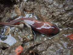 Pseudophycis breviuscula