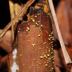 Lachnum pteridophyllum