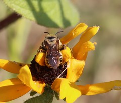 Svastra obliqua expurgata