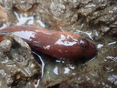 Pseudophycis breviuscula