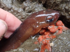 Pseudophycis breviuscula