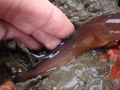 Pseudophycis breviuscula