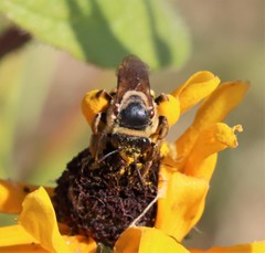 Svastra obliqua expurgata
