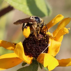 Svastra obliqua expurgata
