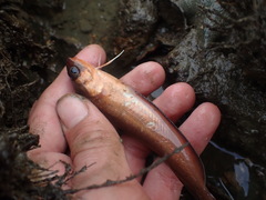Pseudophycis breviuscula