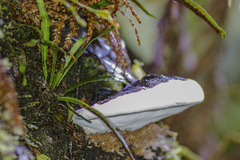 Fomitopsis hemitephra