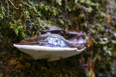 Fomitopsis hemitephra