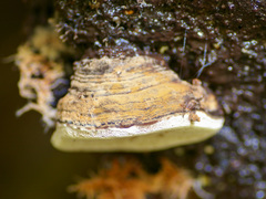 Fomitopsis hemitephra