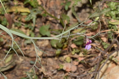 Lathyrus clymenum