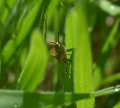 Chorthippus apicalis