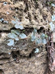 Pellaea atropurpurea
