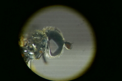 Eumerus ornatus
