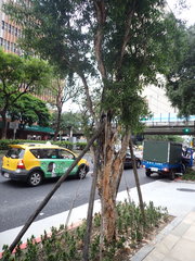 Melaleuca leucadendra