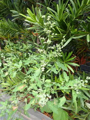 Chenopodium ficifolium