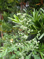Chenopodium ficifolium