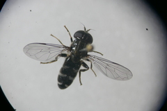 Eumerus ornatus