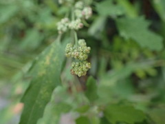 Chenopodium ficifolium