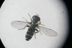 Eumerus ornatus