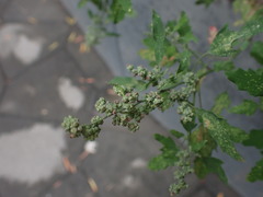 Chenopodium ficifolium