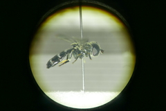 Eumerus ornatus