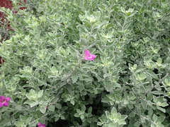 Leucophyllum frutescens