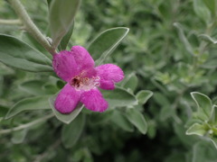 Leucophyllum frutescens