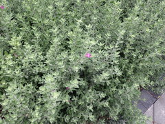 Leucophyllum frutescens