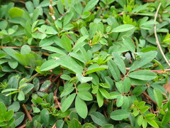 Indigofera spicata