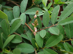 Indigofera spicata