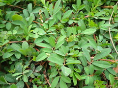 Indigofera spicata