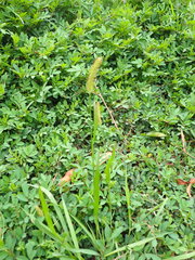Setaria parviflora