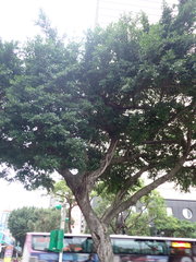 Ficus microcarpa