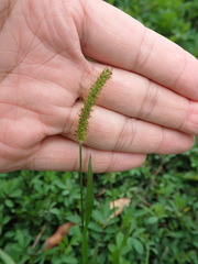Setaria parviflora
