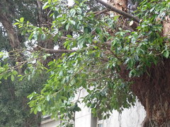 Ficus microcarpa