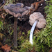 Entoloma translucidum - Photo (c) Jerry Cooper, some rights reserved (CC BY), uploaded by Jerry Cooper
