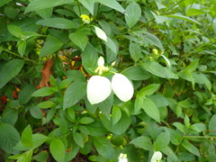 Mussaenda
