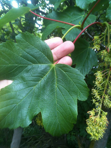 Platanalapis klevas nuotrauka