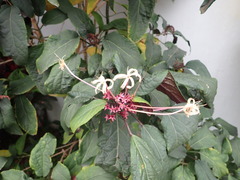 Clerodendrum quadriloculare