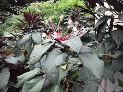 Clerodendrum quadriloculare