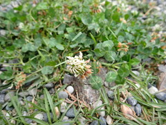 Trifolium repens