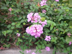 Lantana montevidensis