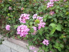 Lantana montevidensis