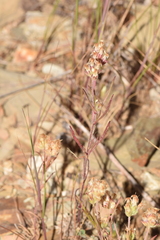 Plantago afra