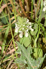 Stachys ocymastrum