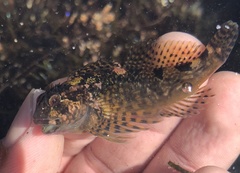 Clinocottus recalvus